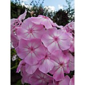 Флокс Phlox Мисс Ольга
